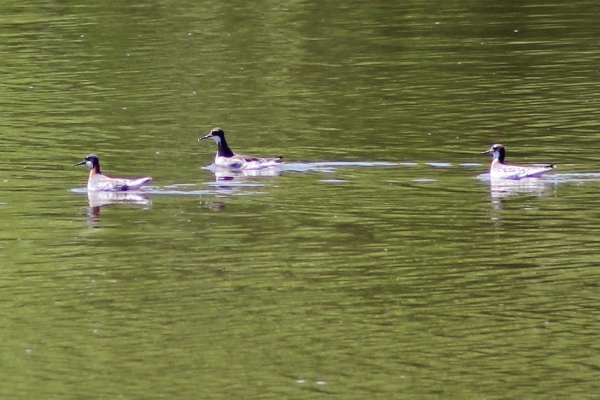 紅領瓣足鷸 - ML340903951
