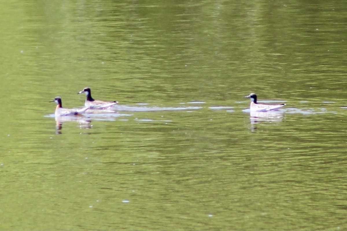 紅領瓣足鷸 - ML340904021