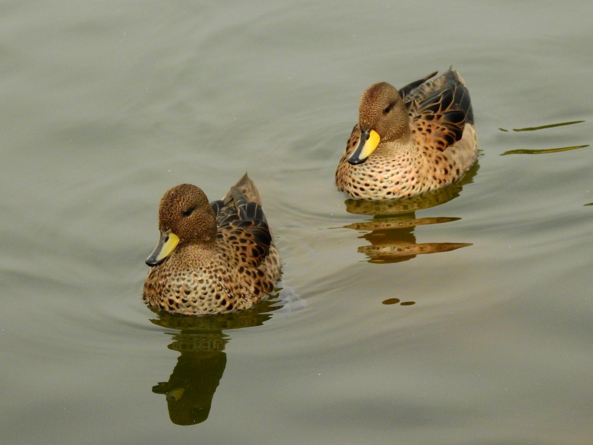 Yellow-billed Teal - Nicolás  Carrasco Fredes