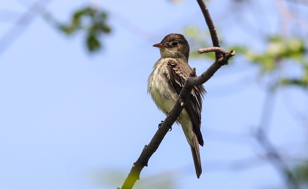 Hellbauch-Schnäppertyrann - ML340907061