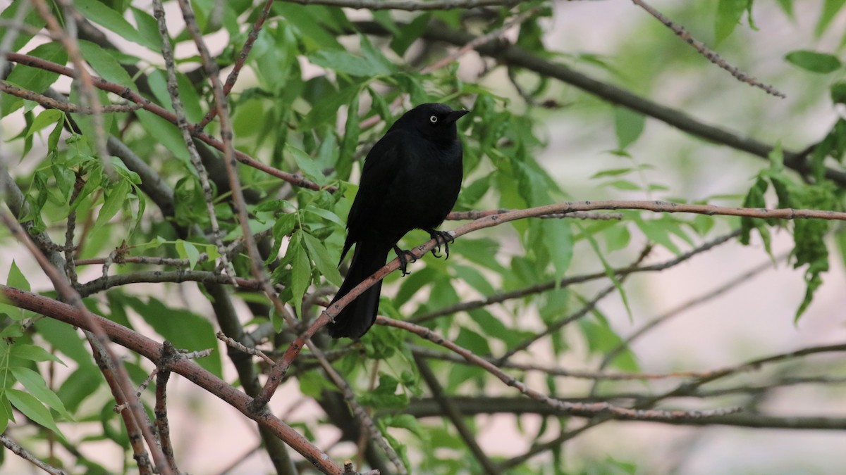 Brewer's Blackbird - ML340907361