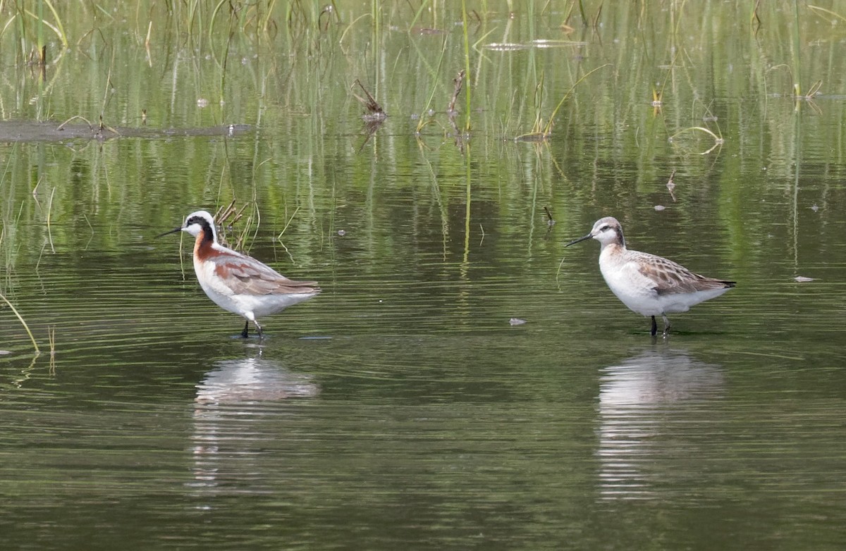 Wilson's Phalarope - James Sawusch