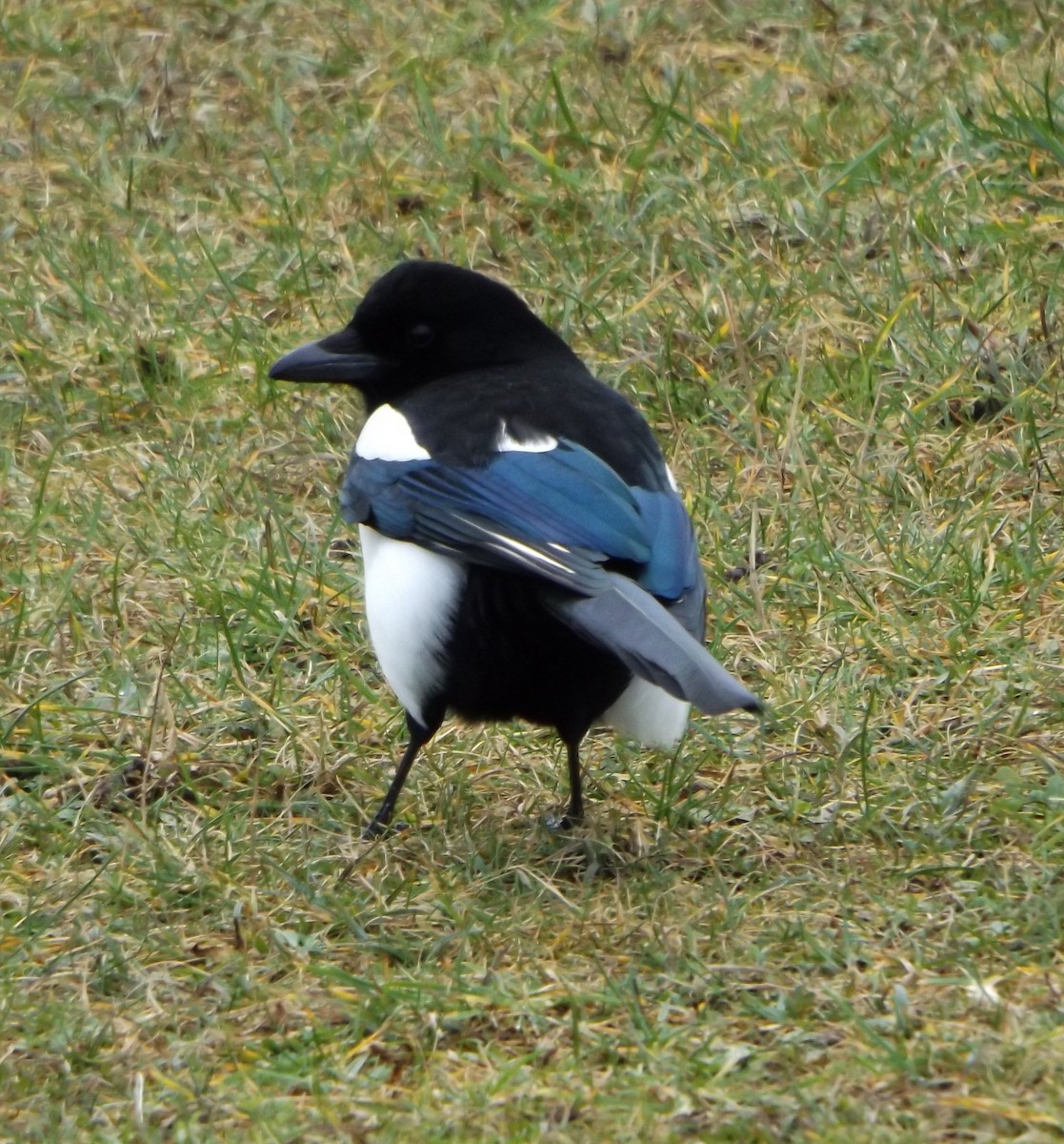 Eurasian Magpie - ML340908151