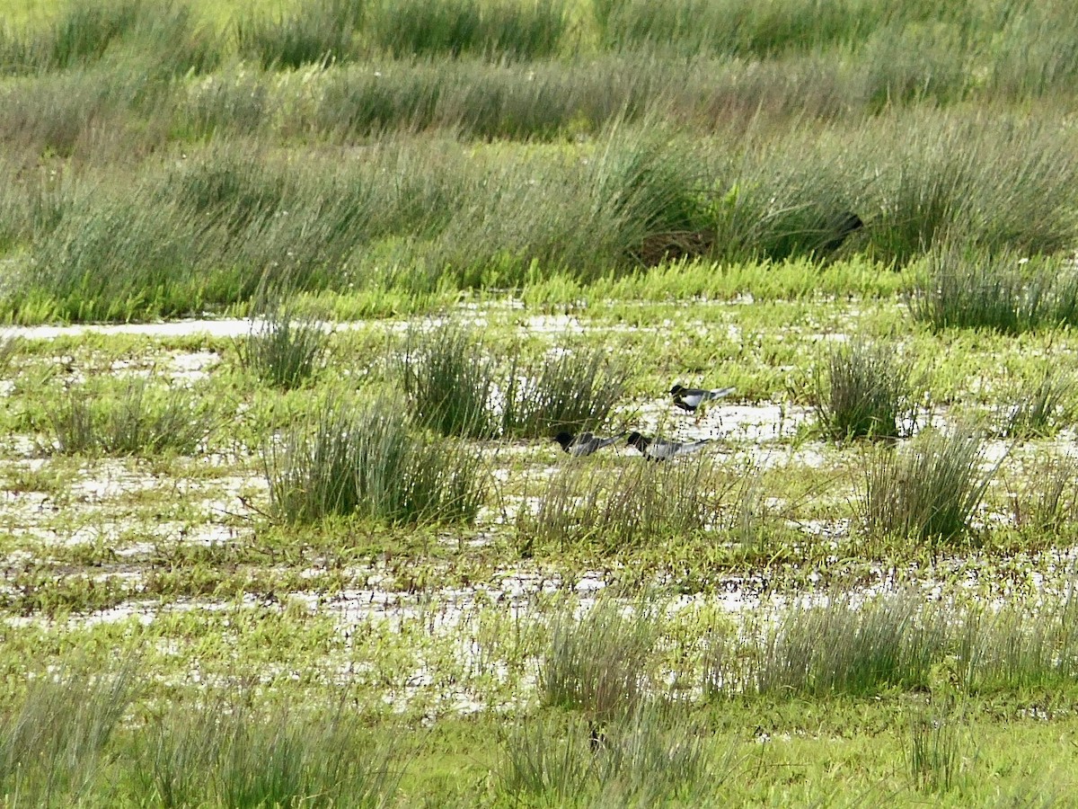 White-winged Tern - ML340909181