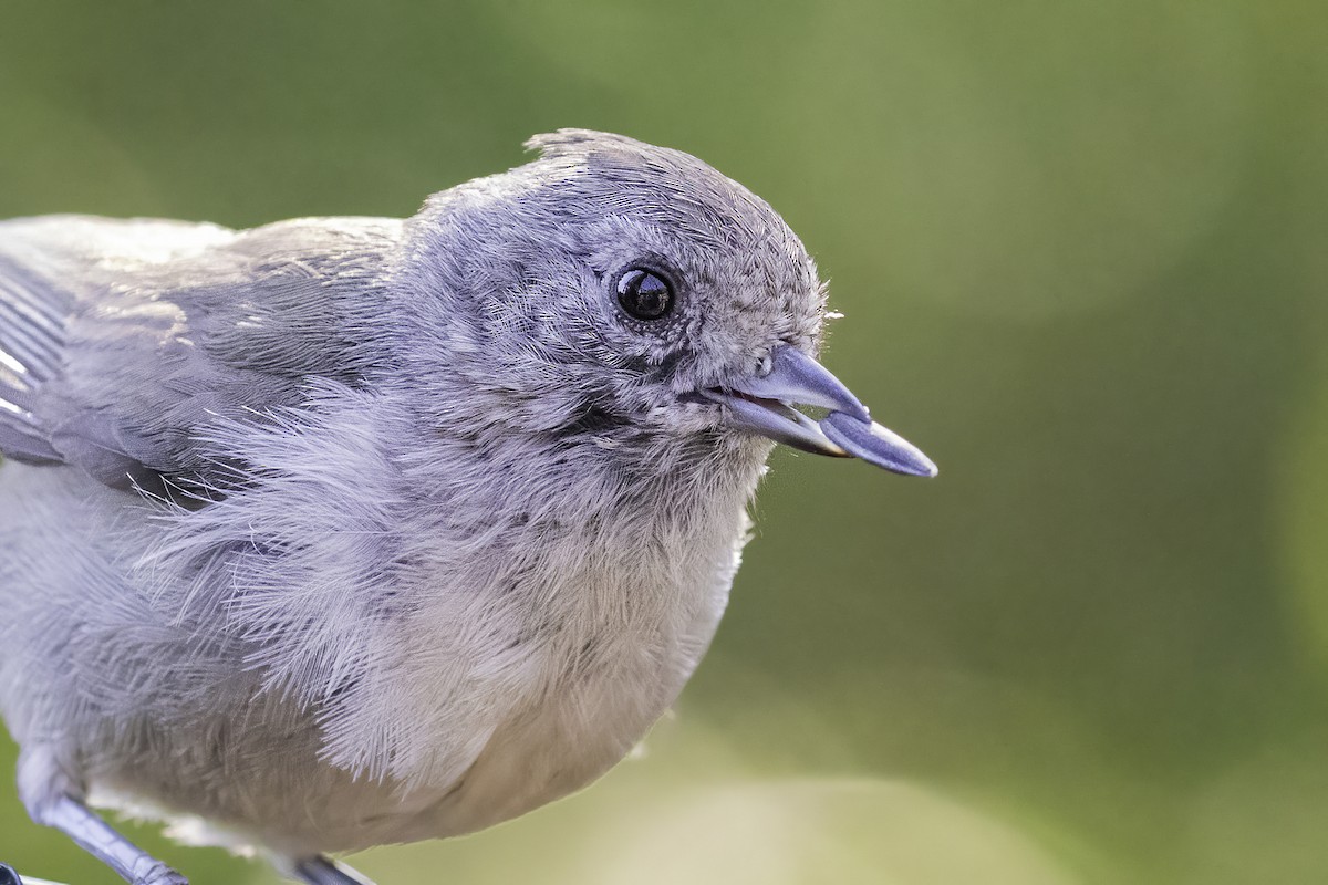 Oak Titmouse - ML340909591