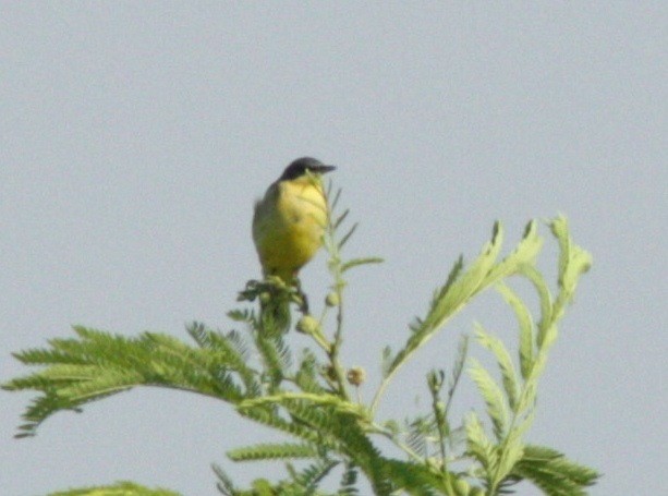 Eastern Yellow Wagtail (Manchurian) - ML34091041