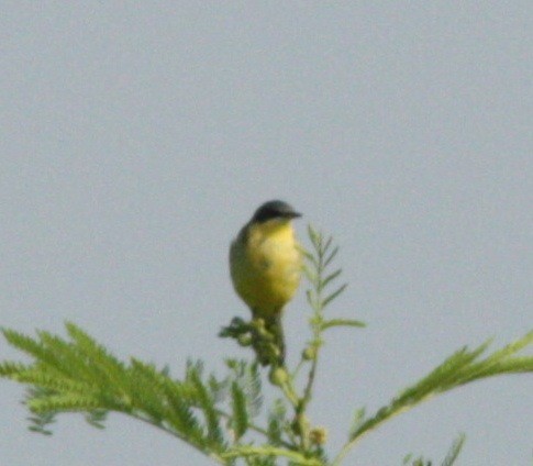 Eastern Yellow Wagtail (Manchurian) - ML34091051