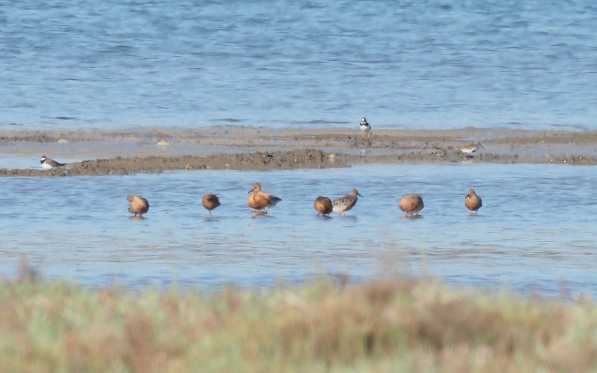 Red Knot - ML340911201