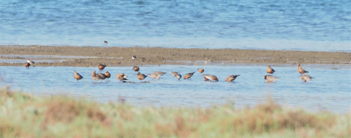 Red Knot - Faustino Chamizo Ragel