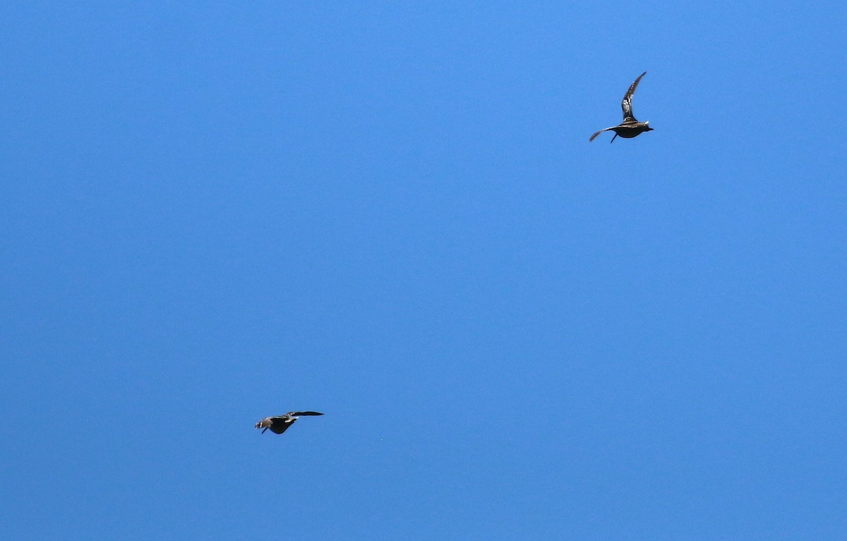 Great Snipe - ML340912201