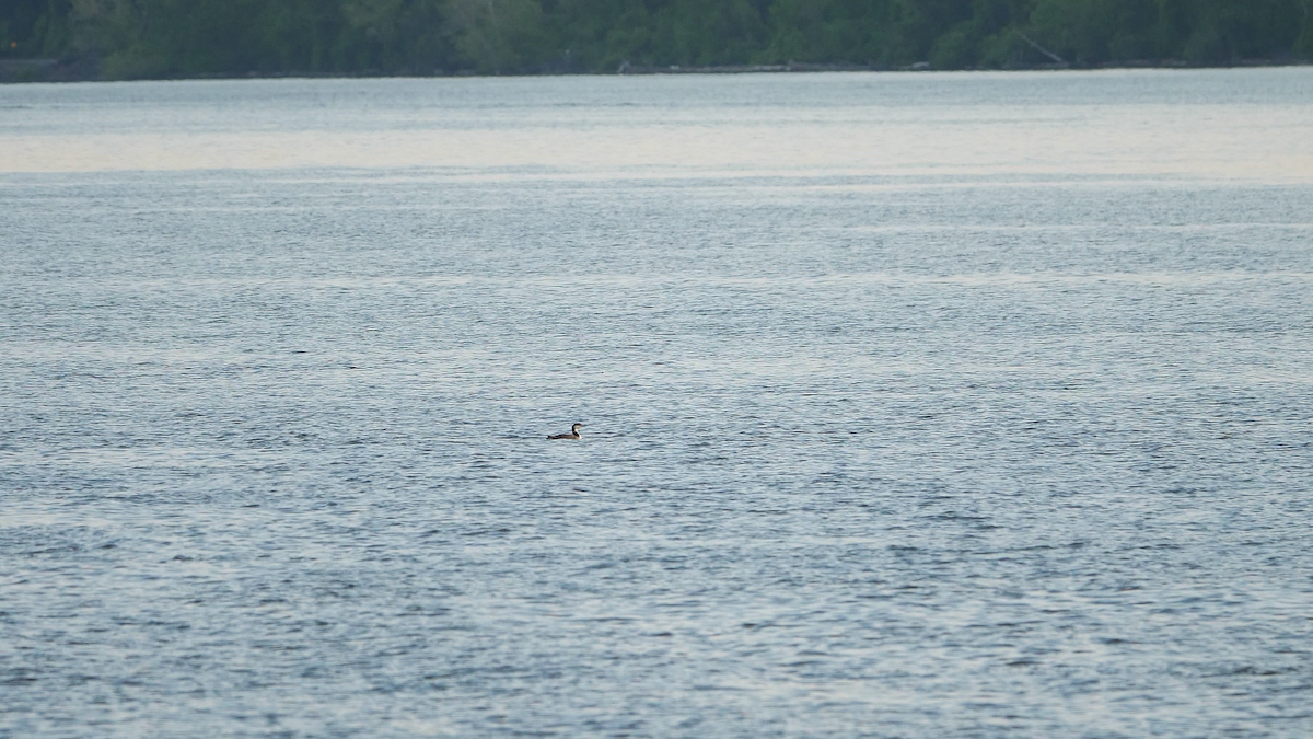 Common Loon - ML340912261