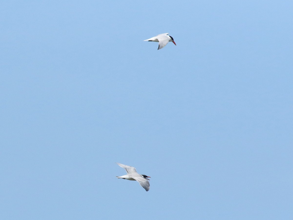 Caspian Tern - Stephen Mirick