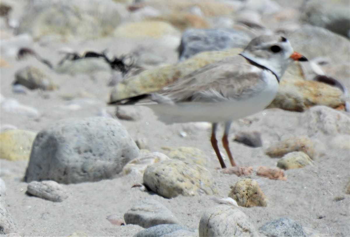 Piping Plover - ML340912891