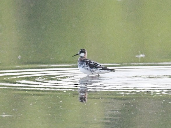 Red-necked Phalarope - ML340912931