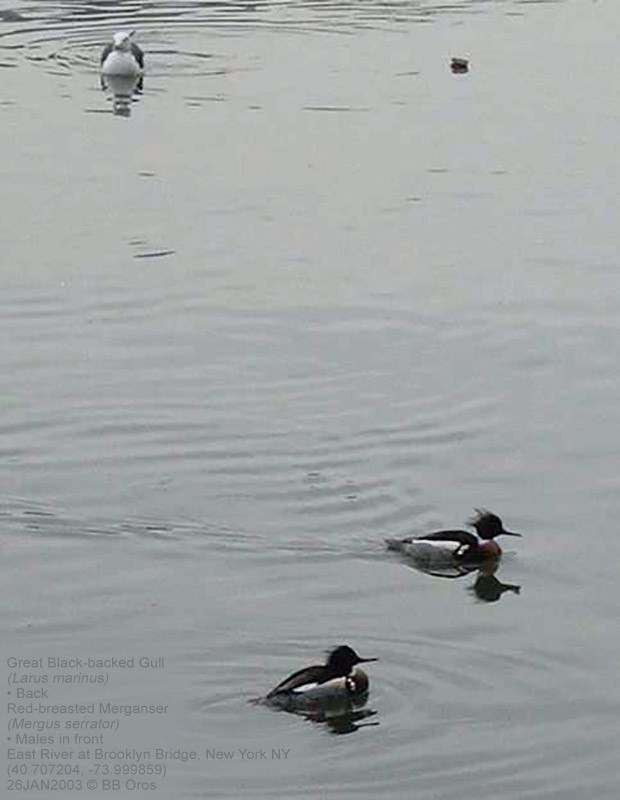 Red-breasted Merganser - ML340912981