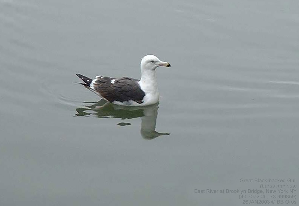 Great Black-backed Gull - BB Oros