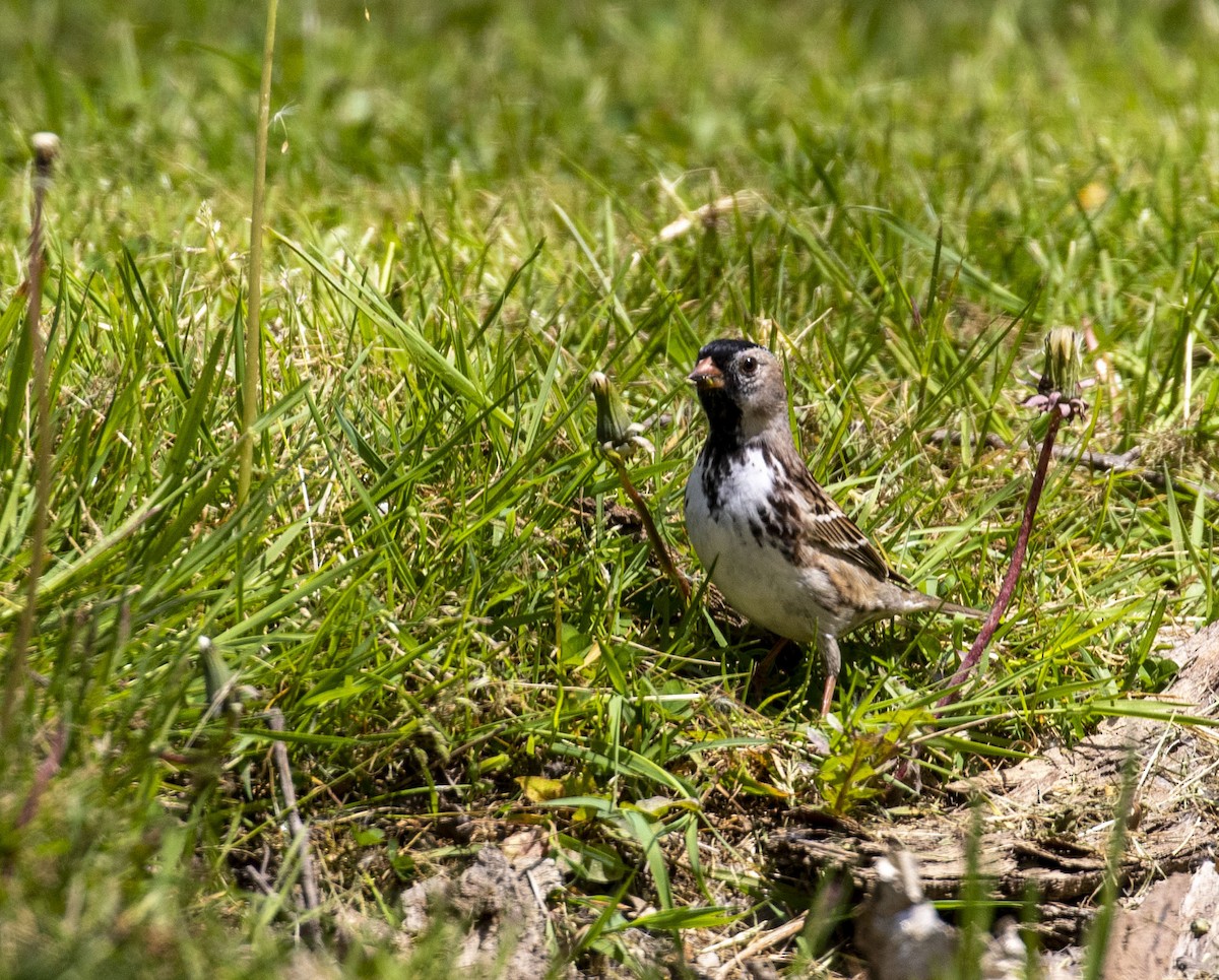 Harris's Sparrow - John Barton