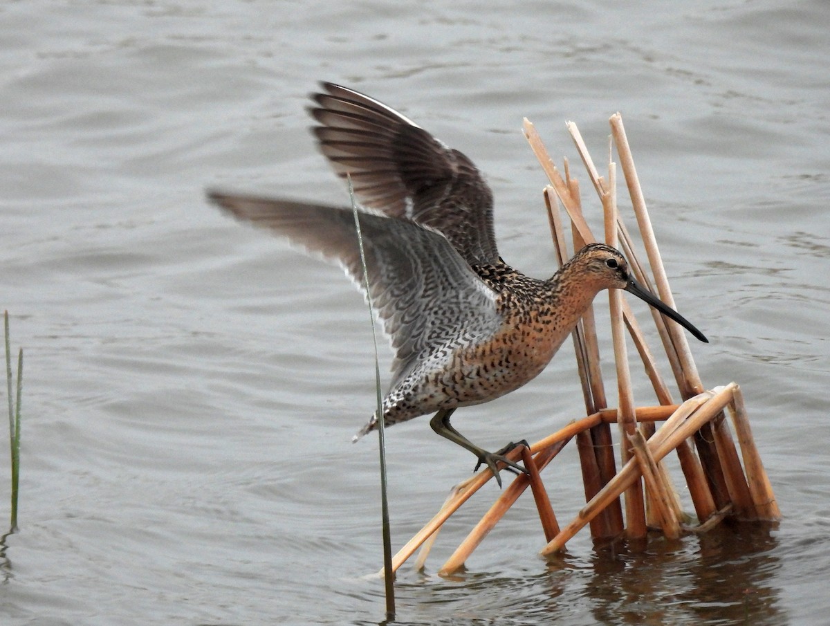 Short-billed Dowitcher - ML340914821