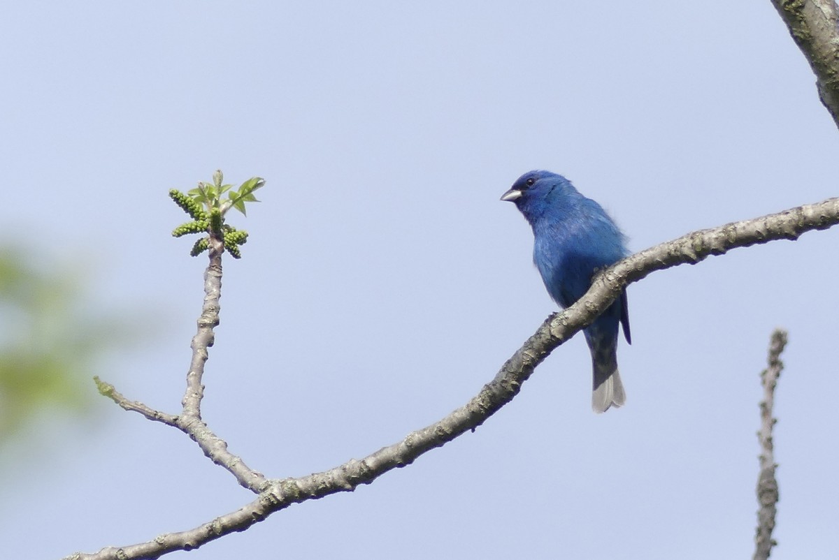 Indigo Bunting - ML340915421