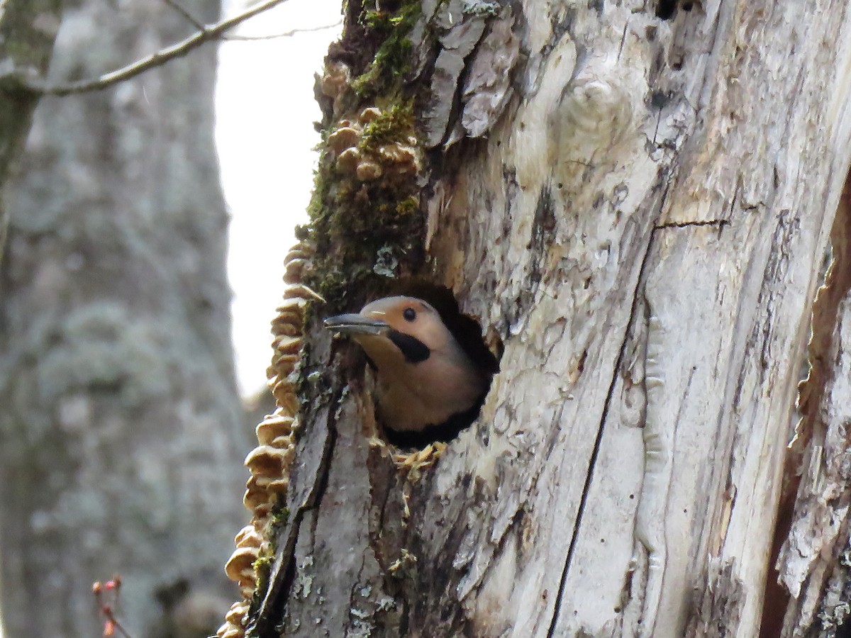 Northern Flicker - ML340915561