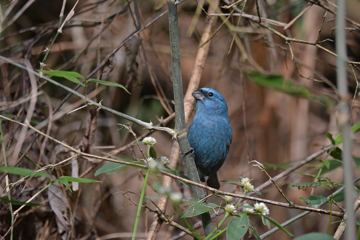 Glaucous-blue Grosbeak - ML340916351