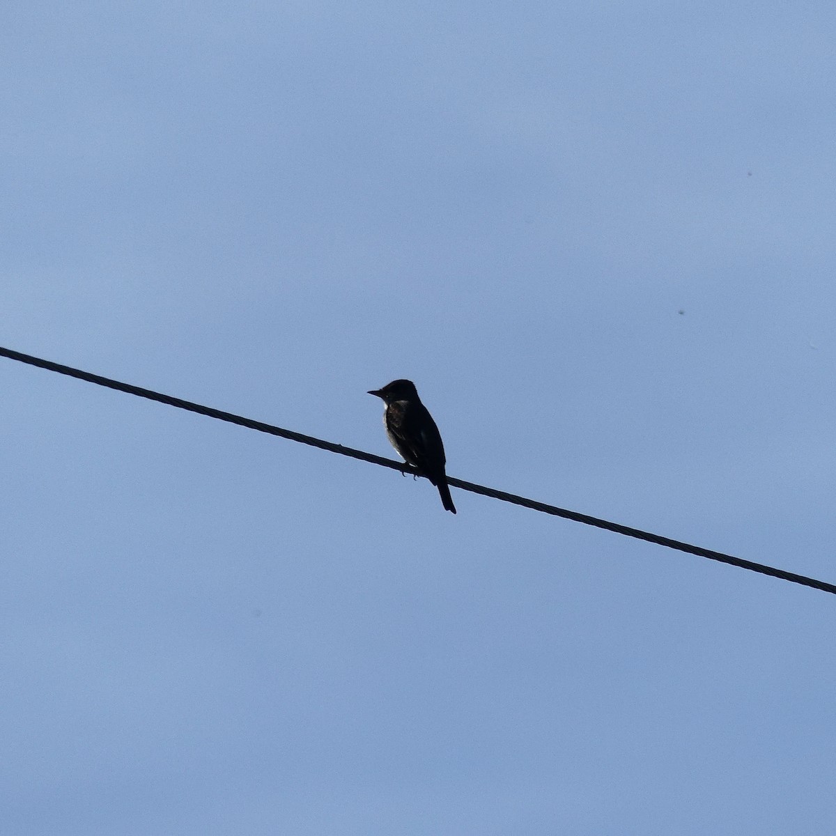 Olive-sided Flycatcher - ML340916501