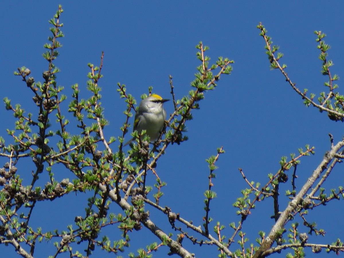 gullvingeparula x blåvingeparula (F1 hybrid) - ML340916991