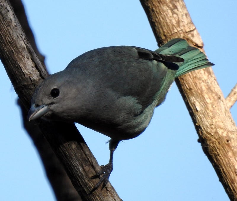 Sayaca Tanager - ML340917791