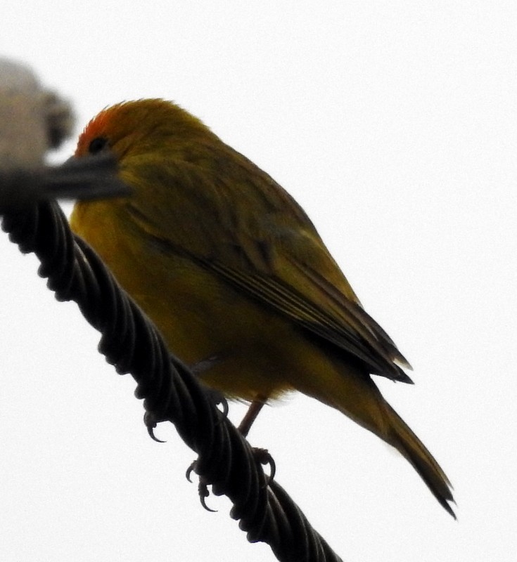 Saffron Finch - ML340917851