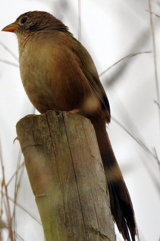 Wedge-tailed Grass-Finch - ML340917901