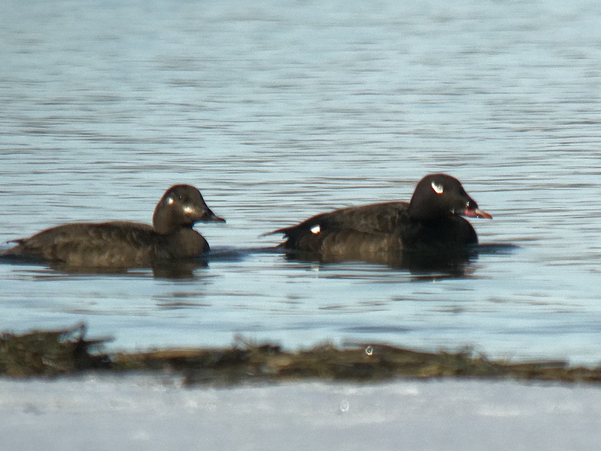 White-winged Scoter - ML340917921