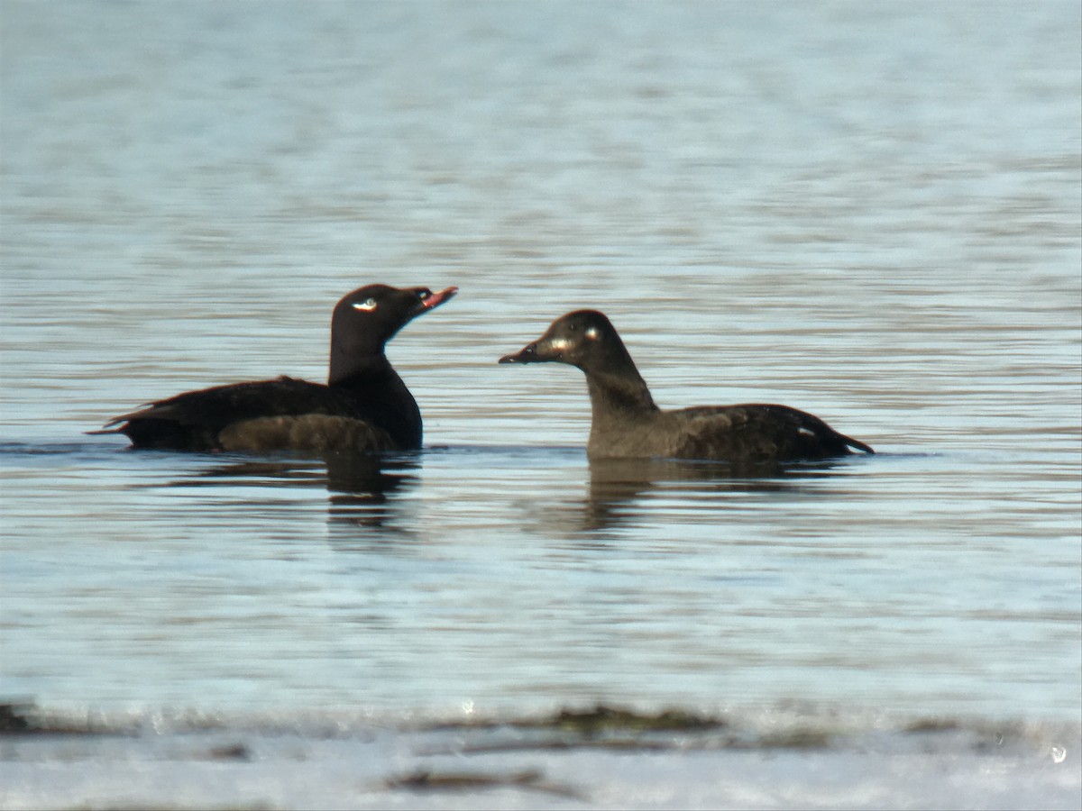 White-winged Scoter - ML340917971