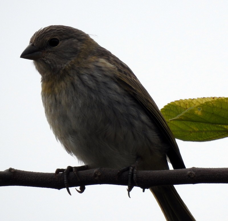 Blue-black Grassquit - ML340918221