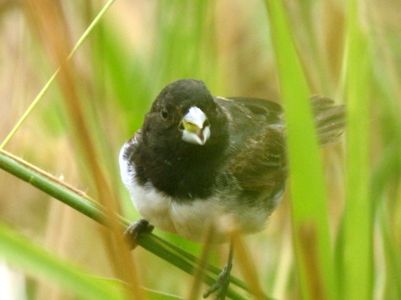 Yellow-bellied Seedeater - ML340918341