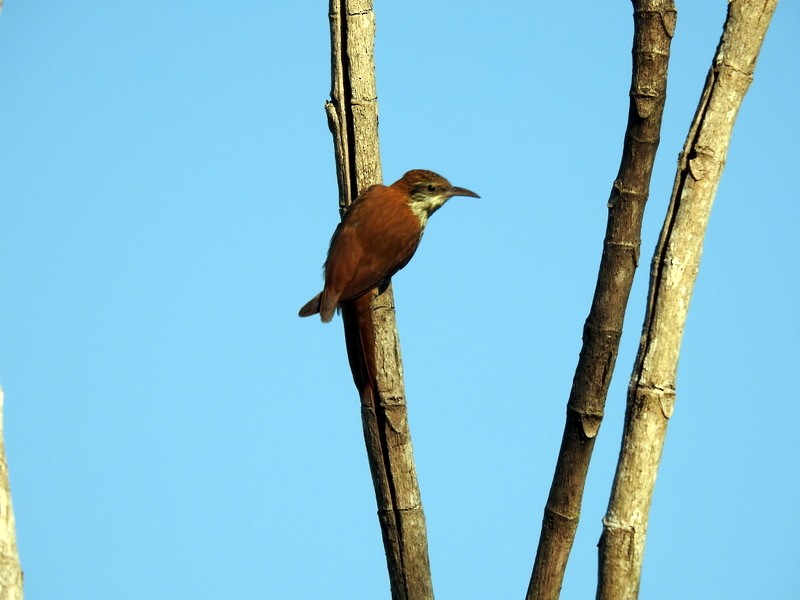 Scaled Woodcreeper (Scaled) - ML340919251