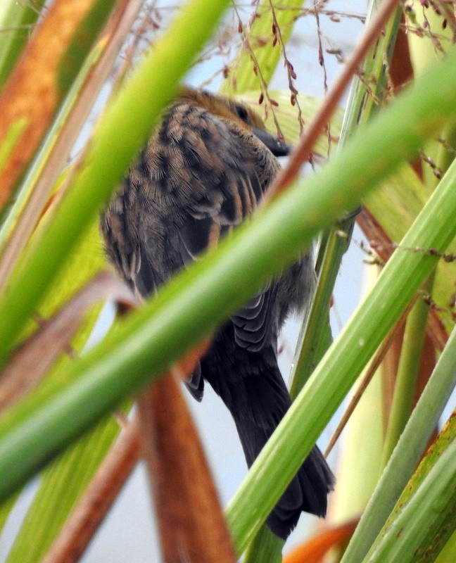 Chestnut-capped Blackbird - ML340919811