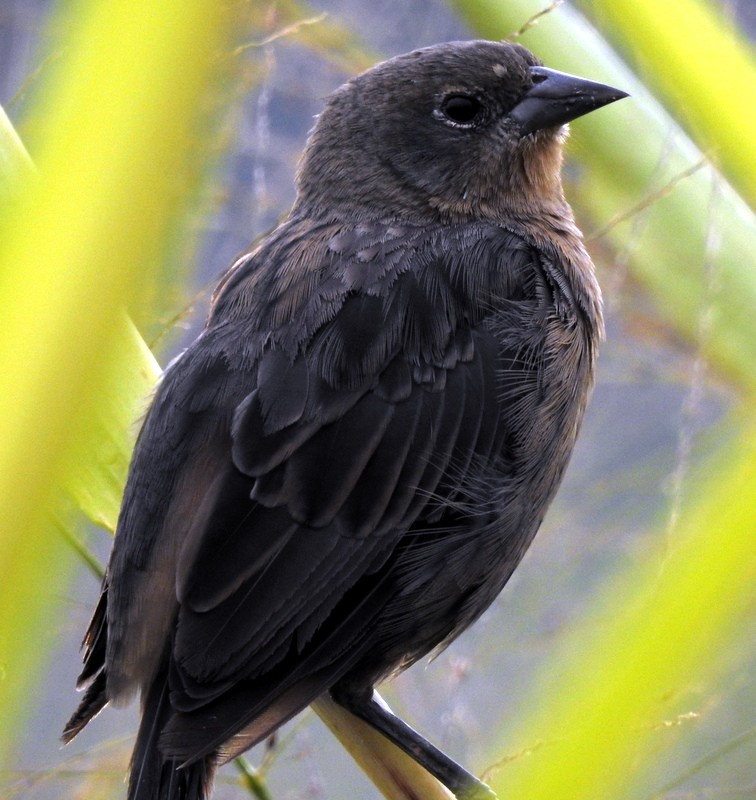 Chestnut-capped Blackbird - ML340919861