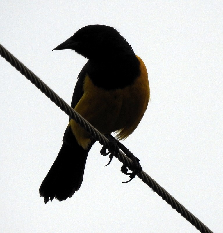 Yellow-rumped Marshbird - ML340919891