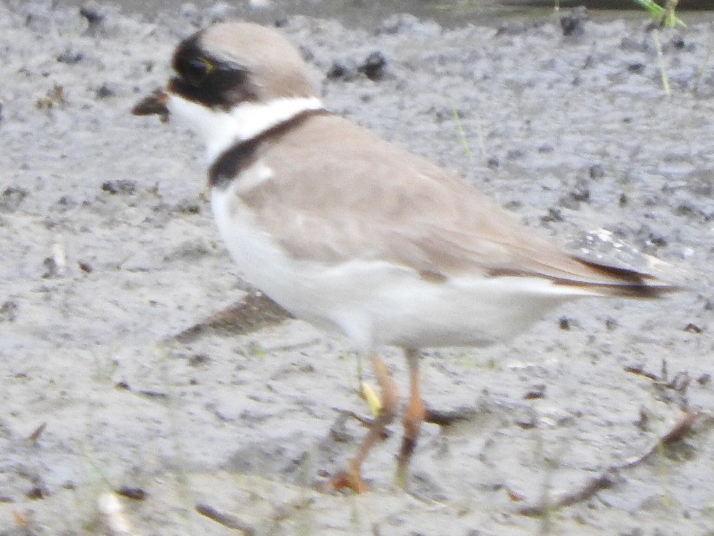 Semipalmated Plover - ML340919991