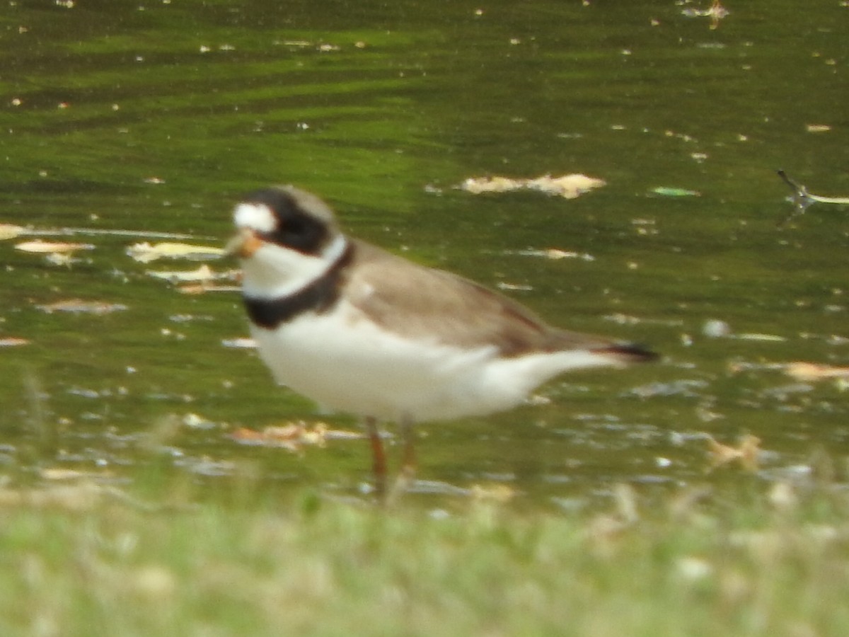 Semipalmated Plover - ML340920001