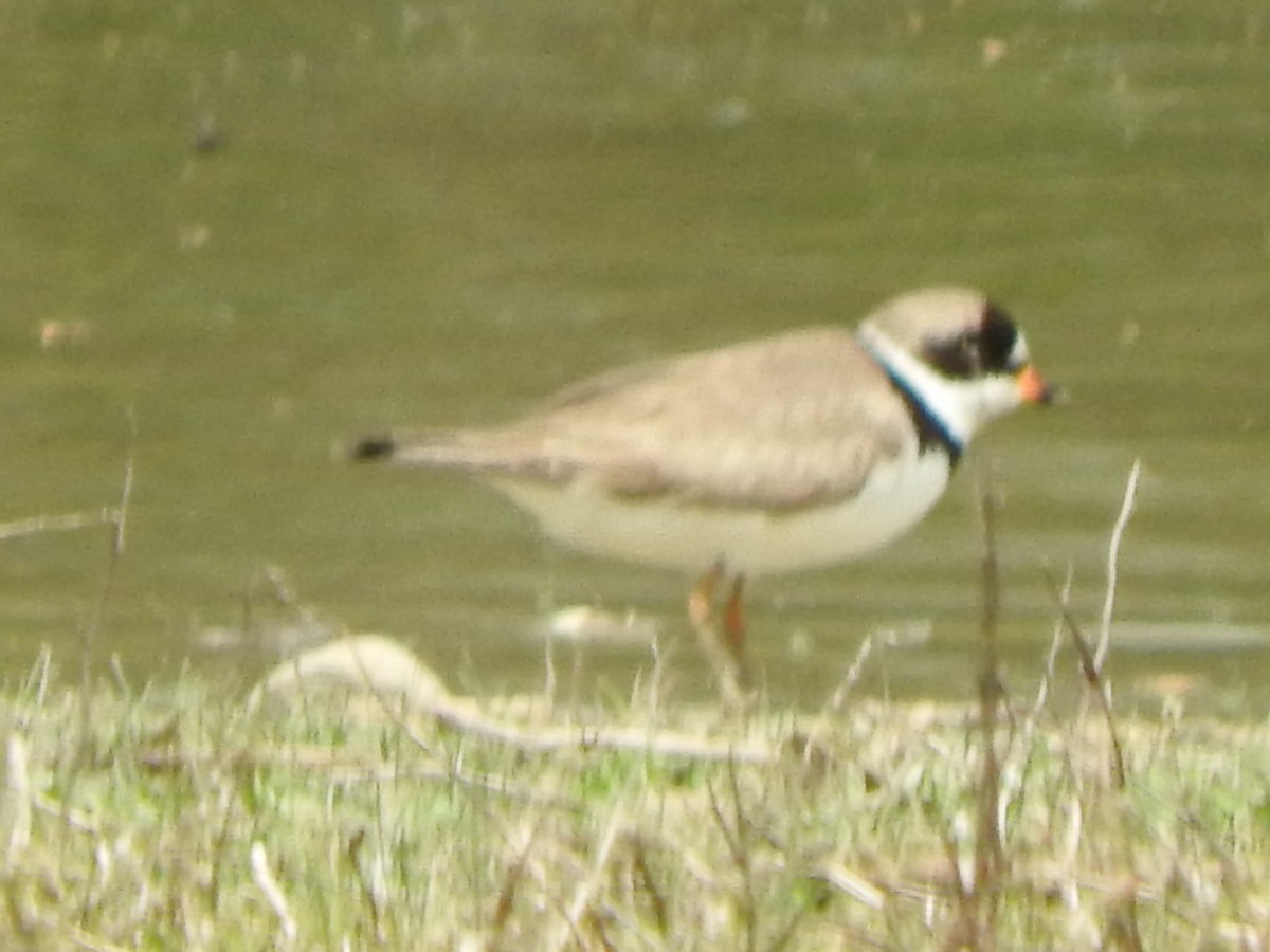 Semipalmated Plover - ML340920021