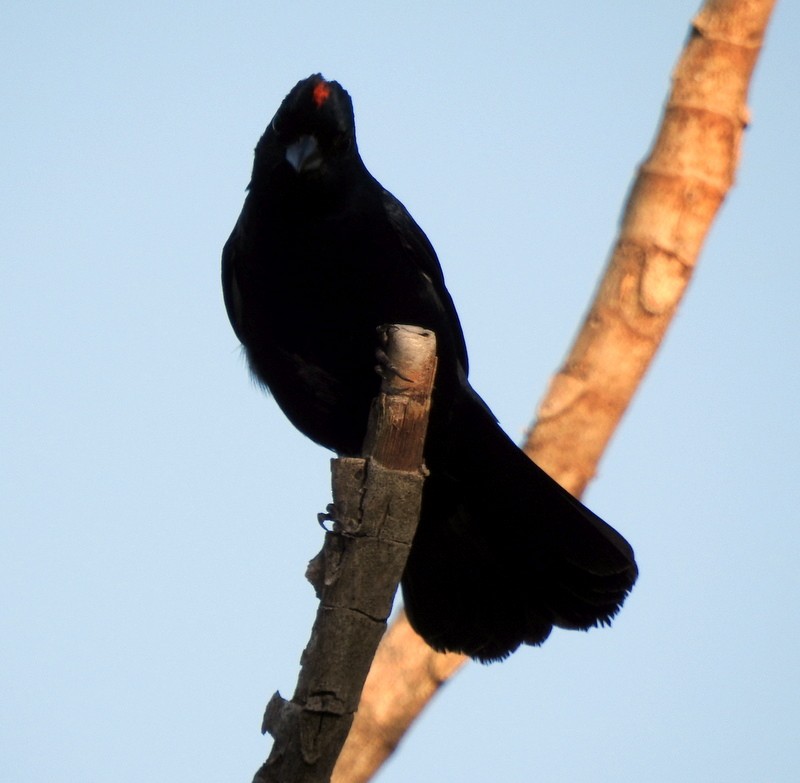 Ruby-crowned Tanager - ML340920741