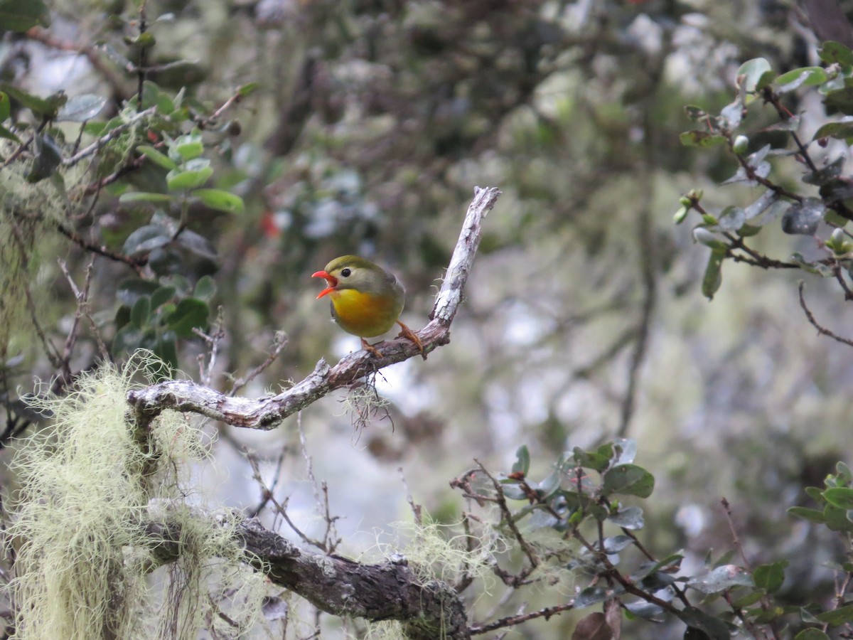 Red-billed Leiothrix - ML34092111