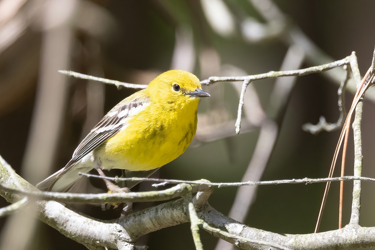 Pine Warbler - ML340921441