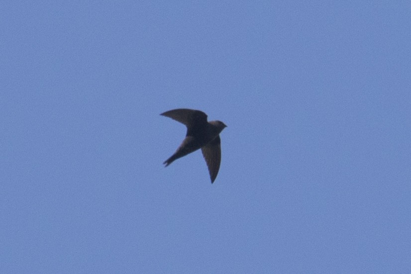 Black Swift - ML340922241