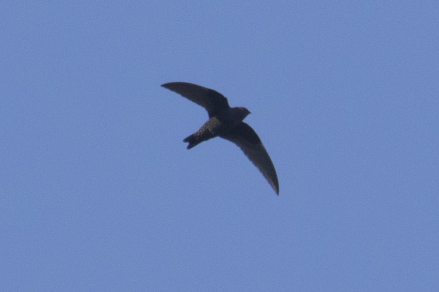 Black Swift - ML340922261