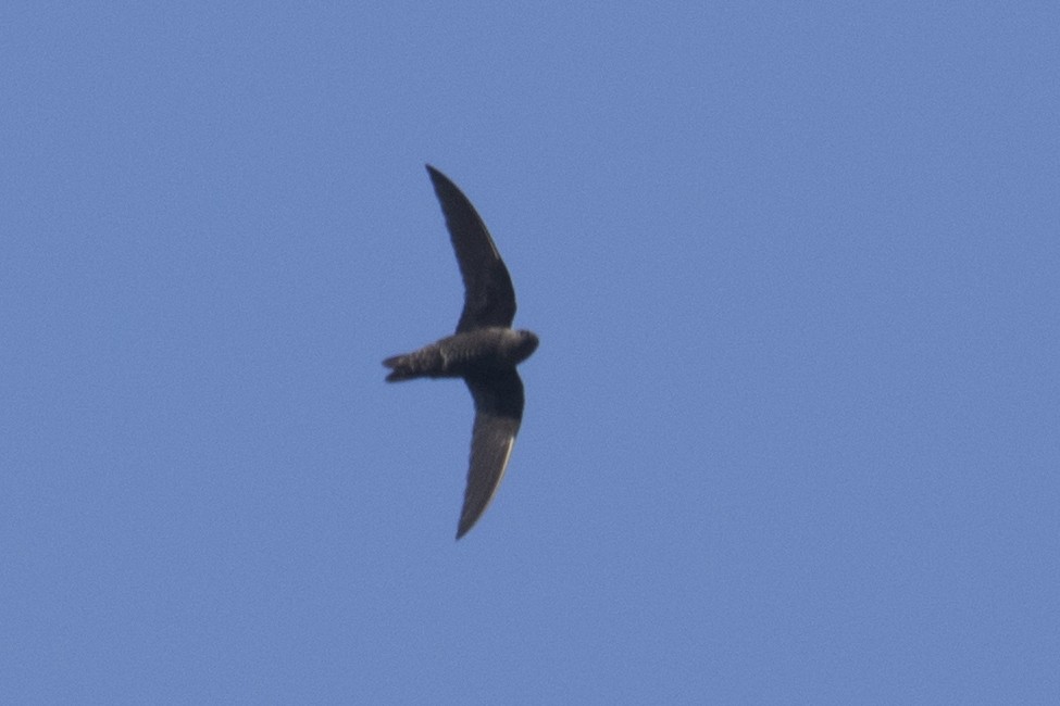 Black Swift - ML340922271