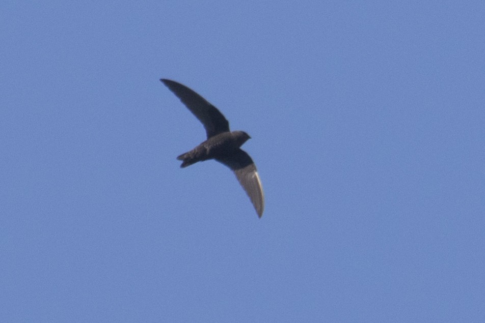 Black Swift - Bill Chen