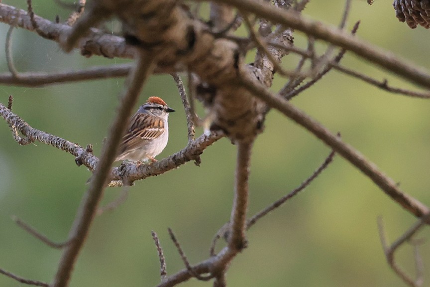 Chipping Sparrow - ML340922321