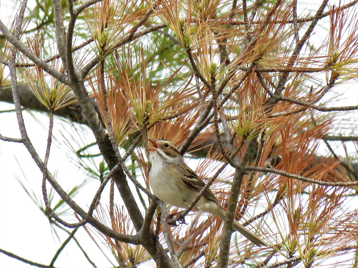 Clay-colored Sparrow - ML340922861